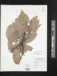 Image result for Artabotrys likimensis