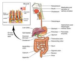 Clinical Anatomy Of The Gastrointestinal Tract And Hepatobiliary Organs Fk Wiki