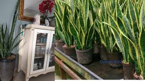 Sebenarnya, udara dalam rumah tercemar 5 kali ganda berbanding luar. Nasa Mengiktiraf Tanam Pokok Snake Plant Boleh Kurangkan Habuk Di Dalam Rumah Bicara Kini