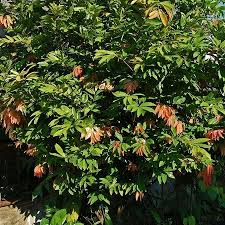 Image result for Cynometra alexandri