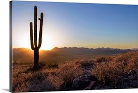 Check spelling or type a new query. Cactus Wall Art Canvas Prints Cactus Panoramic Photos Posters Photography Wall Art Framed Prints Amp More Great Big Canvas