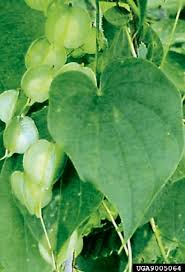 Image result for Dioscorea cotinifolia