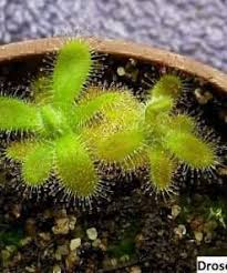 Image result for Drosera burkeana