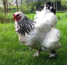 Jan 29, 2021 · here is what has routinely been recorded by keepers. Brahma Chicken Eggs Height Size And Raising Tips