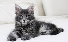 Adopt a maine coon cat or kitten privately, and you get to know all about their history, personality, health and behavior from the person who. Maine Coon Cat Adoption