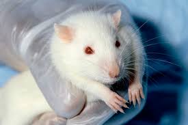 Animal and plant cells contain many organelles not found in prokaryotic cells. Animal Testing Wikipedia
