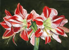 Resultado de imagem para amarillis