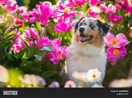 Maybe you would like to learn more about one of these? Cute Puupy Dog Flowers Image Photo Free Trial Bigstock