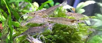 Black Algae In Fish Tank Good Or Bad How To Remove Black Beard Algae From Your Aquarium