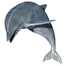 Jumping Dolphin Image Dolphin Images Animals Dolphins