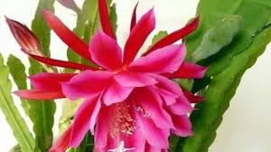 Ric rac, zigzag and fishbone orchid cactus are just a few of these descriptive monikers. How To Grow And Care For Red Orchid Cactus Rayagarden