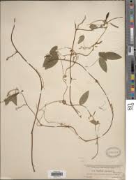 Image result for Teramnus uncinatus