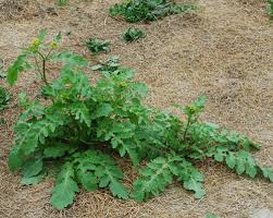 Image result for Rorippa nudiuscula