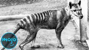 Top 10 Animals Scientists Want To Bring Back From Extinction Cypriumnews Animal Scientists Extinction Animals