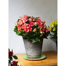 Image result for Begonia horticola