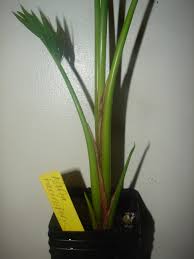 Image result for Raphia gentiliana