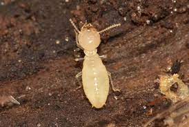 The termite belongs to the order of the roaches called blattodea. Termite Trivia What You Don T Know About Different Types Of Termites