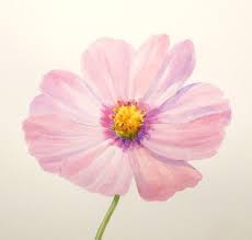 Water Color Basics A Cosmos Flower Watercolor Flowers Tutorial Watercolor Flowers Flower Drawing