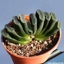 We did not find results for: Haworthia Truncata Var Truncata