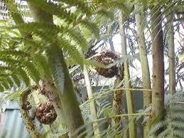 Image result for Cyathea thomsonii