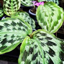 Image result for Kaempferia