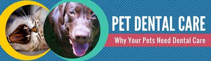 Whether it's routine vaccinations or a complex medical problem, we're here for you and your pet with compassionate, experienced veterinary care. Pet Dental Care Why It S So Important