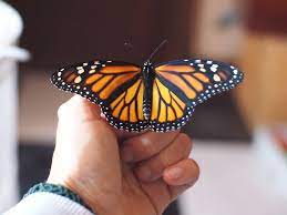 Como Criar Mariposas Monarca Crianza En Verde