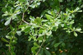 Image result for Terminalia mantaly