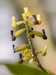 Image result for Polystachya tenuissima