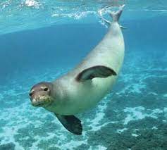 The data is for informational purposes only and vesselfinder is not responsible for the accuracy and reliability of. Perbedaan Antara Anjing Laut Singa Laut Gajah Laut Walrus Re Tawon