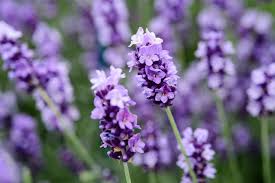 Image result for Lamiaceae