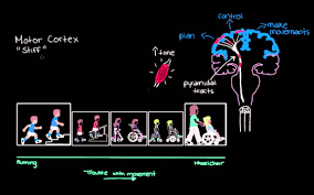 Symptoms & signs of cerebral palsy. Cerebral Palsy Introduction Physiopedia