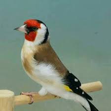 ØµÙˆØ±Ø© Ø°Ø§Øª ØµÙ„Ø©