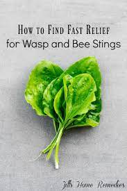 Find Fast Relief For Wasp And Bee Stings With This Plant That Is Likely Growing In Your Yard Home Remedies Remedies Pineapple Health Benefits