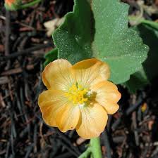 Image result for Abutilon austro-africanum