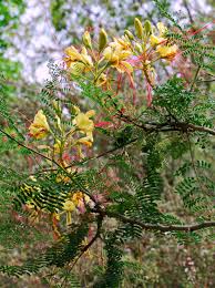 Image result for Erythrostemon