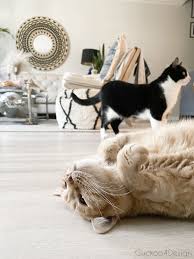 Cat Scratching Furniture How To Get Cats To Stop Scratching Furniture How To Keep Cats Fr In 2020 Cat Scratching Furniture Stop Cat Scratching Furniture Scared Cat