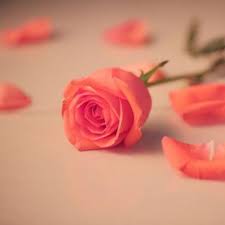 Rose Flowers Dp For Whatsapp Free Download Fresh Flowers Dp Beautiful Flowers Flower Phone Wallpaper