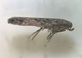 Early detection of this insect is accomplished by baiting suppressed trees in plantations with an herbicide, a procedure that attracts attacking wasps. Let Them Eat Quinoa Top Crop Managertop Crop Manager