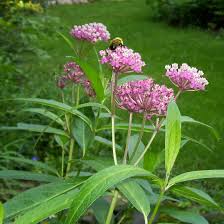Pin By Nathan Marcy On Leafhopper Plants Woodland Plants Alien Plants