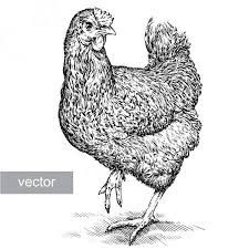 The good look of the chicken is a yellow chick. Chicken Stock Vector Ad Chicken Stock Vector Ad Chicken Illustration Black And White Chickens Animal Illustration