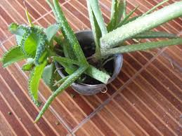Get the best deal for aloe vera cacti cactus & succulent plants from the largest online selection at ebay.com. Propagating An Aloe Vera Plant And Repotting