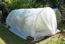 How to Deal with Cold Sensitive Plants