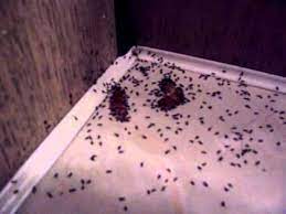 The scent of perfumes, bath salts, soaps, lotions, and toothpaste in your bathroom, combined with clogged drains and water puddles, is in fact, you have probably had the most efficient natural agents in your kitchen. Those Horrible Tiny Black Ants Youtube