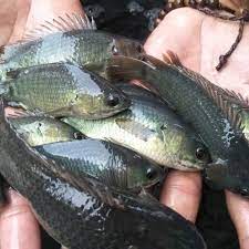 Kami merupakan pembekal benih ikan puyu chumphon dari terengganu , lokasi kami di kg gelam mas, kg raja terengganu. 5 Manfaat Ikan Betok Untuk Kesehatan Tubuh