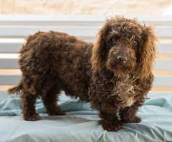 The Bassetoodle Isn T Just A Good Looking Canine It Is Also A Dog That Makes A Poodle Cross Breeds Basset Hound Mix Poodle Mix