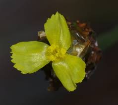 Image result for Xyris anceps