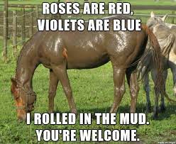 Pin On Funny Horse Memes