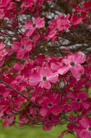 The classic flowering dogwood (cornus florida), hardy in united states department of agriculture (usda. Cherokee Chief Flowering Dogwood