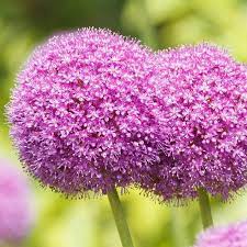 Allium Ampeloprasum Allium Flowers Types Of Flowers Purple Flowers